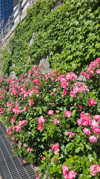 a wall of flowers